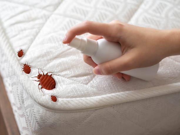 Best Wasp Removal Services  in University Of Pittsburgh Johnstown, PA